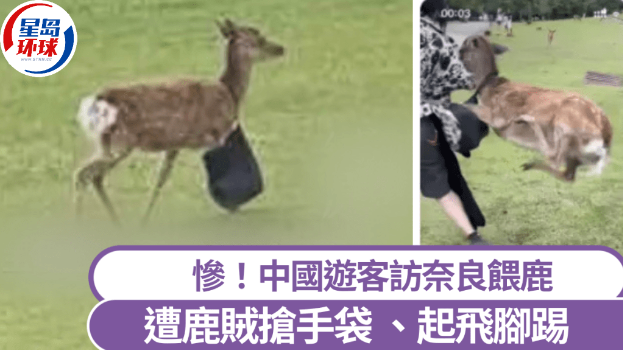奈良鹿抢中国游客手袋起飞脚逃跑。